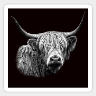 Highland Cow Portrait Sticker